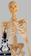 skelet.gif (11074 bytes)